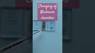 Charging of Neubauer chamber medicalpractice physiology hematology RBC WBC [upl. by Pippas]