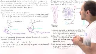 Glycosylation and Glycoproteins [upl. by Petronia]