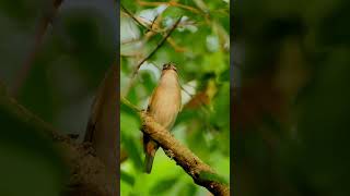 Red Eyed Vireo [upl. by Asilaj275]