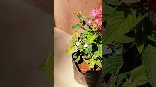 Pentas flower Plant  🌿 how to grow Pentas lanceolata Plant  गार्डन की देखभाल [upl. by Eintrok]