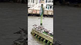 Perfect landing shortsfeed nature heron shorts short heron birds ocean [upl. by Nywg]