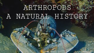 Arthropods A Natural History Biology Anatomy and Species [upl. by Edmee]