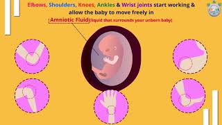 How Your Baby Grows at 9th Week of Pregnancy – Part 3 [upl. by Imaon]