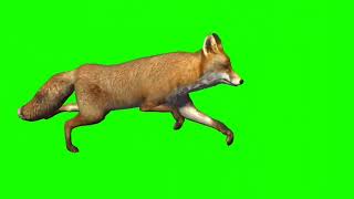 Fox Green screen videoNo copyright free [upl. by Arelus]