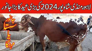 Lahore cow Mandi  Lahore cattle market  Qurbani 2024  لاہور منڈی شاہ پور [upl. by Anitnahs]