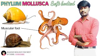 Chapter2 Kingdom Animalia  Phylum Mollusca  Class 11  Neet biology [upl. by Arevle]