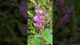 Desmodium flora Bhajan Devotional Legume Biodiversity Pink Flowers [upl. by Oakleil613]