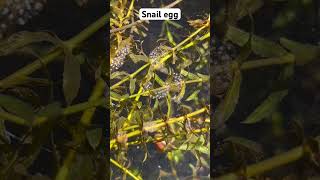 Snail eggs 🐌 viralvideo shorts [upl. by Conni41]