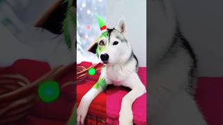 Husky Tries the Grinch Filter [upl. by Amrac]