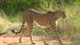 Walking with a Cheetah  Wandelen met een Cheetampg [upl. by Napas]