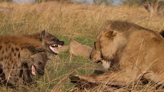 Lion vs Hyenas Original uncut epic battle [upl. by Aicina796]