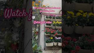 winter flowering plants gardeningaesthetics gardening winterfloweringplant [upl. by Aubyn]