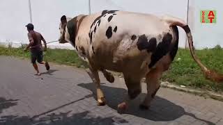 Biggest holstein bull Physical Exercise [upl. by Einnaffit380]