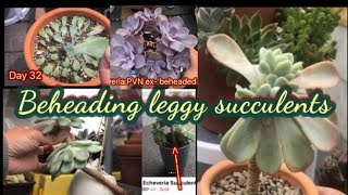 Beheading leggy succulent Echeveria propagation [upl. by Nikral851]