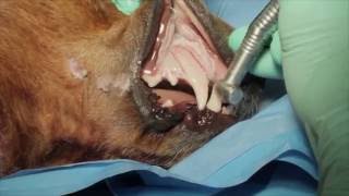 Veterinary Dental Maxillary Canine Tooth Extraction in a Dog [upl. by Sharona]