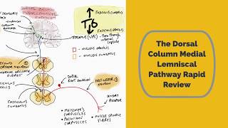 The Dorsal Column Medial Lemniscal Pathway Rapid Review [upl. by Eerac]