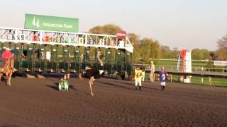 Ostrich Race at Arlington Park Racetrack [upl. by Aikat463]