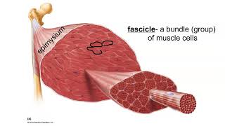 Layers of Connective Tissue in Skeletal Muscle [upl. by Landahl]