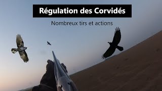 CHASSE AUX CORBEAUX  une matinée mouvementée [upl. by Ahsaek]