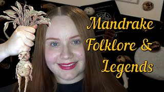 Mandrake Root Folklore Witchcraft and Legends  Exclusive Video March 2022 [upl. by Etsyrk]