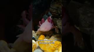 The Axolotl Natures Regeneration Master axolotl shorts fish 🦎 [upl. by Bamford105]