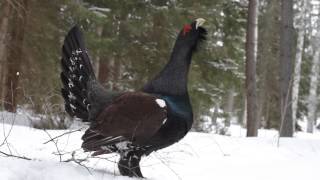 Tjäder capercailzie grouse Tetrao urogallus [upl. by Arehsat201]