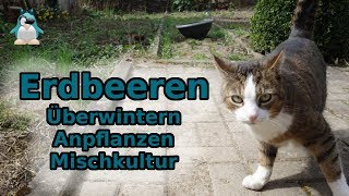 Erdbeeren  überwintern ⛄ pflanzen 🌱 ernten 🍓 HowTo [upl. by Rozina]