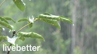 Sonido de Lluvia Relajante  Sin truenos y un poco Intensa  Ideal para Dormir  8 Horas [upl. by Felicity]