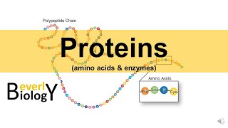 Proteins amp Enzymes updated [upl. by Ruthann]