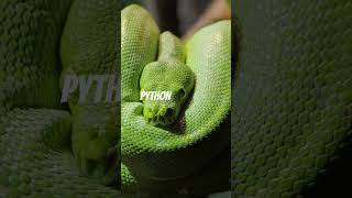 Green Tree Python Life facts surfingadventures funfacts wildlife mermaidexperience animals [upl. by Crespi]