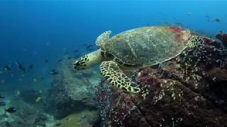 Anantara Layan Phuket Resort  Sea Turtles [upl. by Aleksandr610]