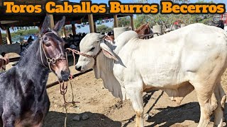 Hoy Domingo de tíanguis ganadero e tlacolula oaxaca México sementales sardo negro toros caballos [upl. by Araik890]