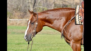 “Pickaboo” Hip  393 Billings Livestock Horse Sale 22424 [upl. by Lolly]