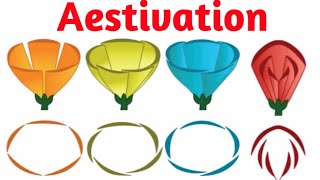 Aestivation  Valvate  Twisted  Imbricate  Vexillary  Pravin Bhosale [upl. by Mauricio]