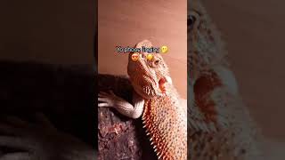 phone message lizardlove funnyanimals funny lizardlover funnycreatures skibidi [upl. by Sibyls976]