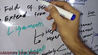 Lesser Omentum  Anatomy  Urdu amp Hindi  Medical Students [upl. by Egreog816]