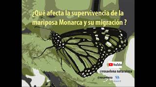 Migración de especies el increíble viaje de la mariposa monarca [upl. by Idnahr]