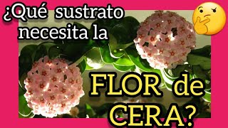 🔥🔥🔥 Sustrato IDEAL para hoya carnosa ❤️ Que tipo de SUELO necesita la planta flor de cera porcelana [upl. by Griz]