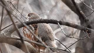 Hazel grouse call들꿩 소리 [upl. by Alic747]