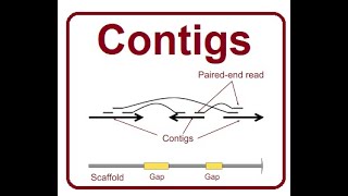 Contigs  A basic unit of Genome  2024 [upl. by Lazarus]