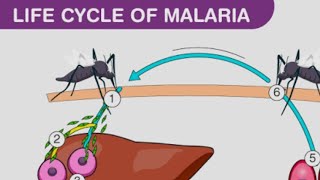 plasmodium vivax life cycle in man [upl. by Acessej]