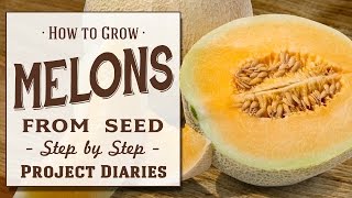 ★ How to Grow Melons from Seed A Step by Step Guide [upl. by Curren]