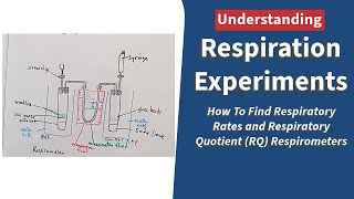 Respiration Experiments How To Find Respiratory Rates and Respiratory Quotient RQ Respirometers [upl. by Secnarf309]