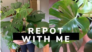 Repotting my Monstera Deliciosa  House Plant [upl. by Meagher]