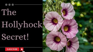 Hollyhocks The Healing Power of Nature [upl. by Niltak]