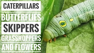 Caterpillars Butterflies Skippers Grasshoppers and Flowers [upl. by Aneelad301]