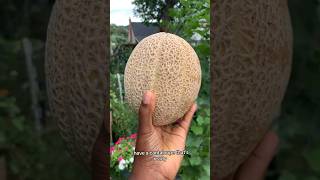 It’s raining CANTALOUPES 🍈 cantaloupe cantaloupeplant shortsvideo greenthumb growyourownfood [upl. by Dolly519]