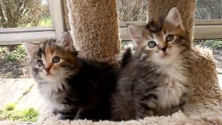 Siberian kittens  6 weeks old [upl. by Iadrahc641]