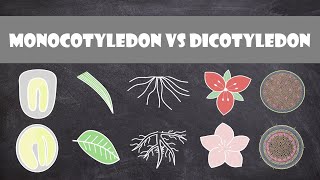 Differences between Monocots and Dicots  Plant Biology [upl. by Waal]