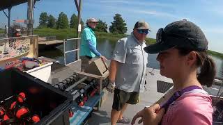 Airboat tour in gator infested waters Boggy Creek Airboat Ride Kissimmee Florida [upl. by Demmy]